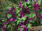 Malva mauritiana 'Bibor Fehlo' - small image 3