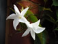 Mandevilla laxa - small image 3