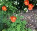 Meconopsis cambrica 'Frances Perry' - small image 3