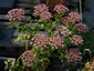 Melanoselinum decipiens - small image 3