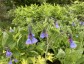 Mertensia virginica AGM - small image 3