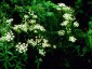 Meum athamanticum - small image 3