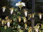 Michauxia campanuloides - small image 3