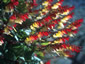 Mina lobata - small image 3