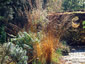 Molinia caerulea ssp. arundinacea - small image 3