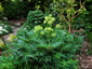 Molopospermum peloponnesiacum - small image 3