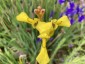 Moraea huttonii - small image 3