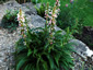 Morina longifolia - small image 3