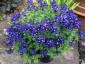 Nemesia 'Belcombe Blue' - small image 3