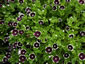 Nemophila 'Penny Black' - small image 3