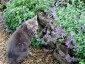 Nepeta faassenii AGM - small image 3