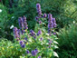 Nepeta kubanica - small image 3