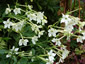 Nicotiana alata - small image 3