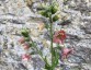 Nicotiana glutinosa 'Peach Screamer' - small image 3