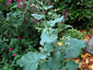 Nicotiana knightiana - small image 3