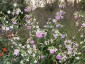 Nicotiana mutabilis - small image 3