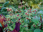 Nicotiana 'Tinkerbell' - small image 3