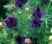 Nigella papillosa 'Midnight' - small image 3