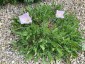 Oenothera acaulis - small image 3