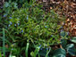 Omphalodes nitida - small image 3