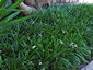 Ophiopogon planiscapus - small image 3
