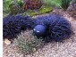 Ophiopogon planiscapus 'Nigrescens' - small image 3