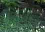 Ornithogalum pyrenaicum - small image 3