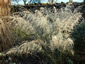 Oryzopsis miliacea - small image 3