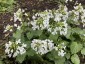 Pachyphragma macrophyllum - small image 3