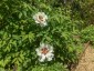 Paeonia rockii - small image 3