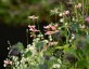 Papaver dubium lecoquii var. albiflorum - small image 3