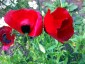 Papaver 'Paradise' - small image 3
