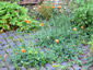Papaver rupifragum - small image 3