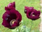 Papaver somniferum 'Laurens Grape' - small image 3