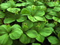 Paris quadrifolia - small image 3