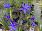 Pasithea caerulea - small image 3