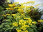 Patrinia gibbosa - small image 3