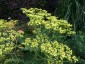 Patrinia punctiflora - small image 3