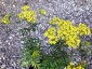 Patrinia rupestris - small image 3
