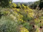 Patrinia scabiosifolia - small image 3