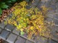 Patrinia triloba - small image 3