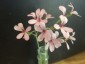 Pelargonium quinquelobatum - small image 3