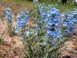 Penstemon angustifolius - small image 3