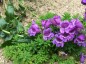 Penstemon cobaea - small image 3