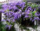 Petrea volubilis - small image 3