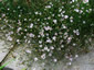 Petrorhagia saxifraga - small image 3
