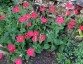 Petunia exserta - small image 3