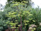 Peucedanum verticillare - small image 3
