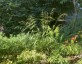 Phaenosperma globosa - small image 3