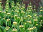 Phlomis russeliana - small image 3